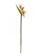 Strelície oranžová, 95 cm