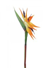 Strelície oranžová, 95 cm