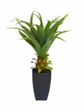 Agave kaktus s květináčem, 75 cm Agave kaktus s květináčem, 75 cm