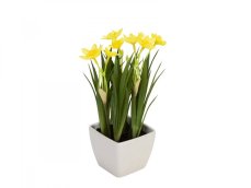 Rozkvetlé narcisy, 23 cm