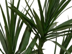 Dracena zelená, 170cm