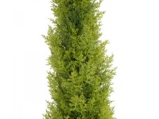 Cypřiš světlý v květináči, 120 cm Cypřiš světlý v květináči, 120 cm