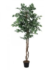 Stříbrný fíkus Benjamin,180 cm