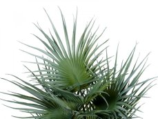 Fan palma, 55cm