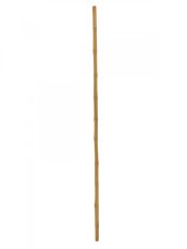 Tyč bambusová, prům.3cm, délka 200cm Tyč bambusová, prům.3cm, délka 200cm