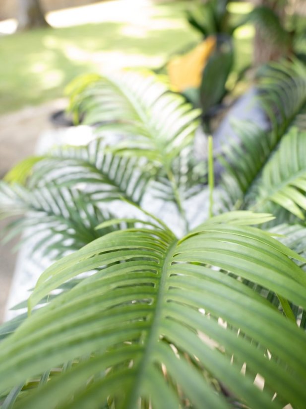 Palma Areca, 3 kmeny, 150 cm