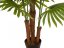 Vějířová palma, 165 cm