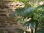 Palma Areca, 3 kmeny, 150 cm
