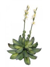 Skalní růže žlutá, 32 cm