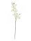 Orchidej větvička, krémově-bílá, 100 cm