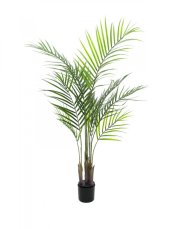 Areca palma s velkými listy, 125 cm