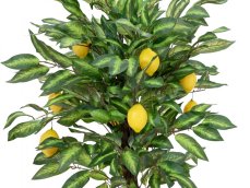 Citronovník s plody, 150 cm Citronovník s plody, 150 cm