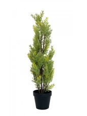 Cypřiš světlý v květináči, 60 cm