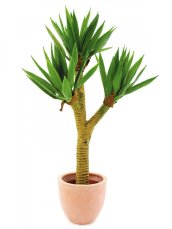 Juka palmový keř v květináči, 105 cm - poškozeno (82600061)