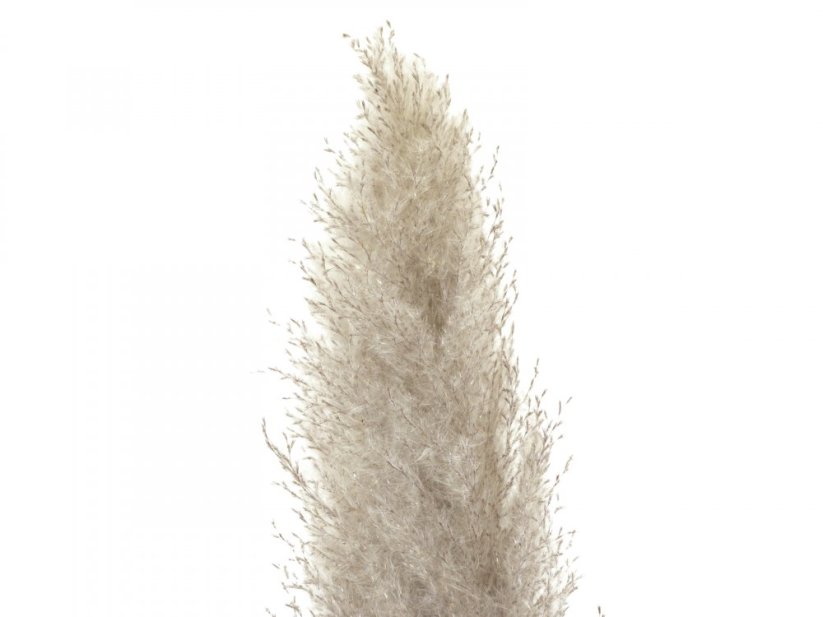 JOLIPA Pampas tráva, sušený klas, natural, 137cm