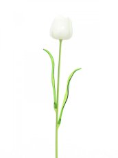 Tulipán bílý – křišťálový, 61 cm, 12 ks