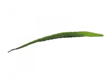 Aloe list zelený, 60 cm