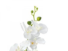 Orchidej s bílými květy, 80 cm Orchidej s bílými květy, 80 cm