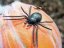 Halloween dýně v pavoučí síti s LED lebkou, 25 cm - DOPRODEJ