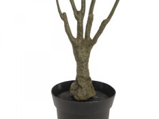 Dracena zeleno-červená, 90 cm