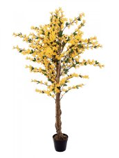 Zlatnice se 4 kmeny žlutá, 150 cm Zlatnice se 4 kmeny žlutá, 150 cm