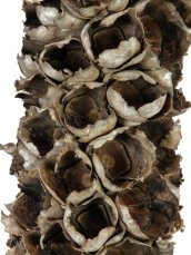 Cacho Coco z babassu palmy, délka 120-190 cm Cacho Coco z babassu palmy, délka 120-190 cm