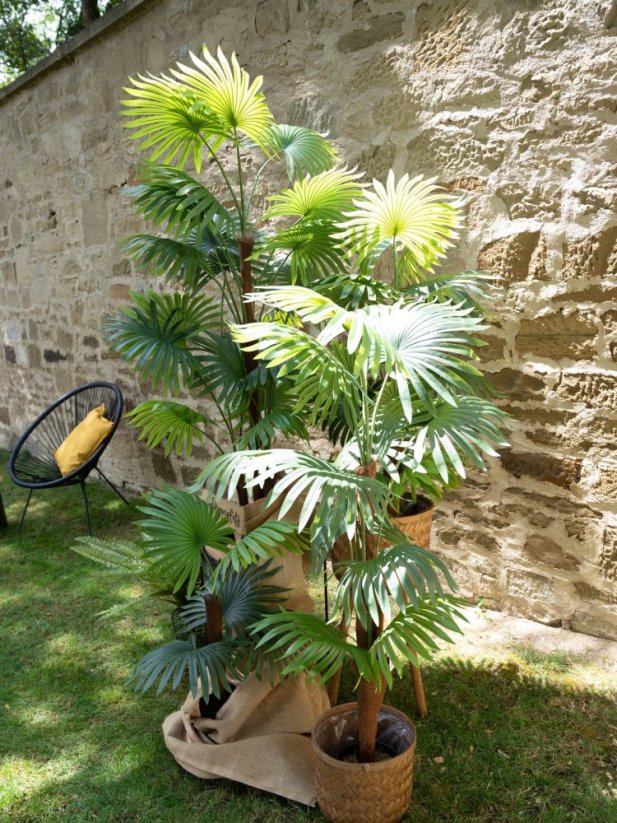 Vějířová palma, 130 cm