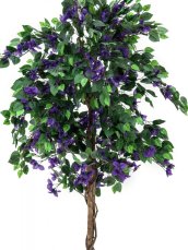 Bougainvillea fialová, 150 cm