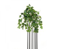 Břečťan Premium, 50 cm Břečťan Premium, 50 cm