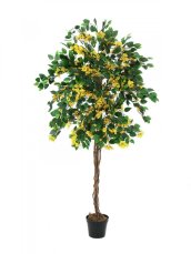 Bougainvillea žlutá, 180 cm Bougainvillea žlutá, 180 cm
