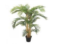 Kentia palma, 140 cm