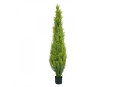 Cypřiš světlý v květináči, 120 cm Cypřiš světlý v květináči, 120 cm