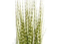 FIRESILX Ozdobnice čínská, 120 cm
