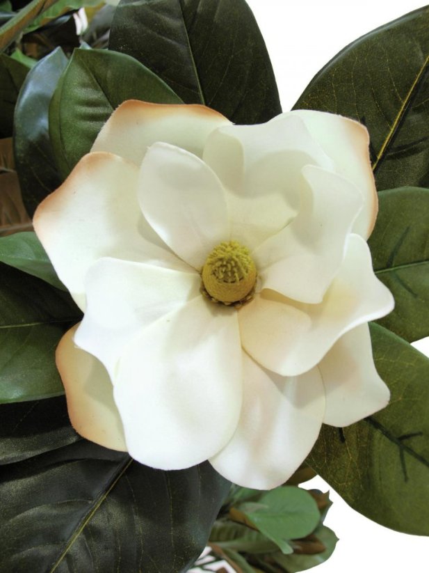 Magnólie, 150 cm - poškozeno (82507255)