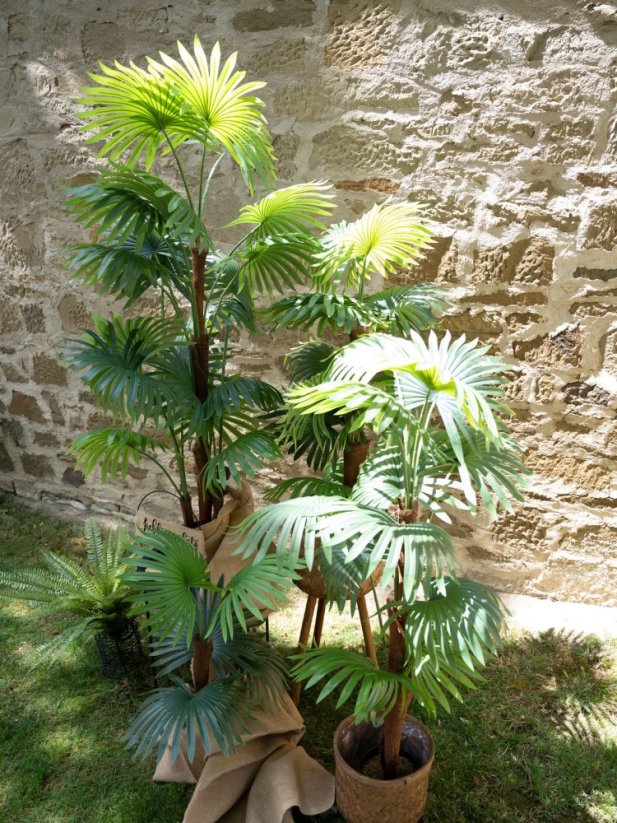 Vějířová palma, 130 cm