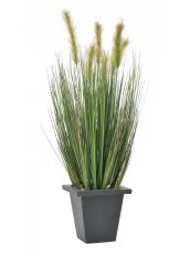 Vodní tráva v květináči, 60 cm