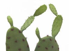 Kaktus Nopal, 75cm Kaktus Nopal, 75cm
