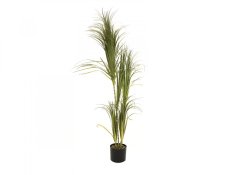 Dracena, 215 cm