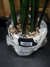 Aloe Gigante, zelená, 80cm - poškozeno (82530580)