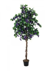 Bougainvillea fialová, 150 cm