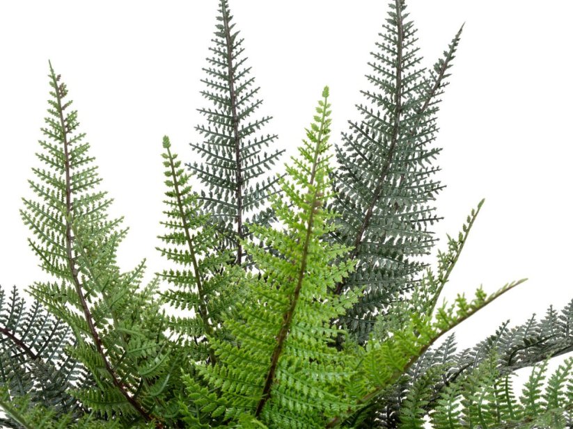 FIRESILX Bostonská kapradina trs, 50 cm