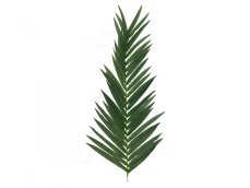 List kokosové palmy, 150 cm
