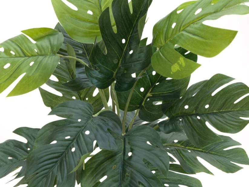 Filodendron, výška 38cm