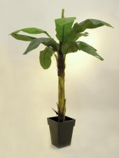 Banánovník, 210 cm