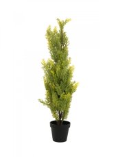 Cypřiš světlý v květináči, 90 cm Cypřiš světlý v květináči, 90 cm