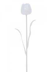 Tulipán čirý – křišťálový, 61 cm, 12 ks