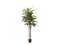 Kentia palma, 150cm