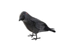 Europalms Havran, 18 cm Europalms Havran, 18 cm