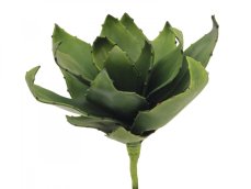 Agáve zelená, 45 cm