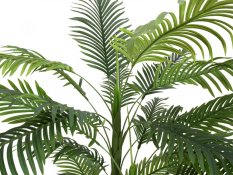 Palma Areca, 3 kmeny, 150 cm Palma Areca, 3 kmeny, 150 cm